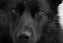 Erste Hilfe für Hunde: Was man wissen sollte und wie man sich vorbereitet. Erste Hilfe für Hunde: Was man wissen sollte und wie man sich vorbereitet.