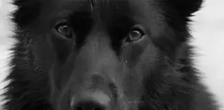 Erste Hilfe für Hunde: Was man wissen sollte und wie man sich vorbereitet.