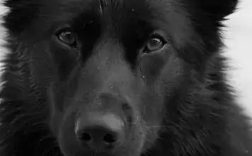 Erste Hilfe für Hunde: Was man wissen sollte und wie man sich vorbereitet. Erste Hilfe für Hunde: Was man wissen sollte und wie man sich vorbereitet.