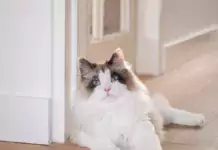 Die besten Spielzeuge für glückliche Katzen. Die besten Spielzeuge für glückliche Katzen.