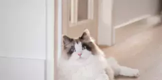 Die besten Spielzeuge für glückliche Katzen.