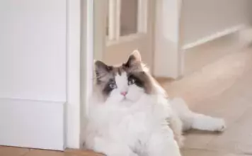 Die besten Spielzeuge für glückliche Katzen. Die besten Spielzeuge für glückliche Katzen.