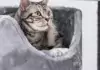 Die beliebtesten Katzennamen des Jahres.