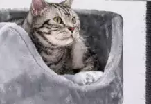 Die beliebtesten Katzennamen des Jahres. Die beliebtesten Katzennamen des Jahres.