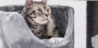 Die beliebtesten Katzennamen des Jahres.