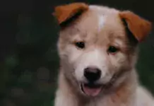 Hunde und Wohnungsleben: Pflege und Beschäftigung in geschlossenen Räumen Hunde und Wohnungsleben: Pflege und Beschäftigung in geschlossenen Räumen