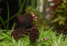 Die faszinierende Welt der Zwerggarnelen im Gesellschaftsaquarium