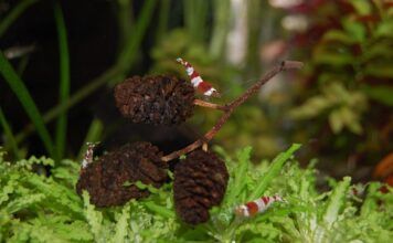 Die faszinierende Welt der Zwerggarnelen im Gesellschaftsaquarium