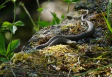 Faszinierende Farbmuster und ihre Bedeutung bei Reptilien Faszinierende Farbmuster und ihre Bedeutung bei Reptilien