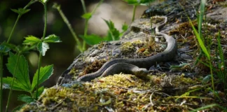 Faszinierende Farbmuster und ihre Bedeutung bei Reptilien