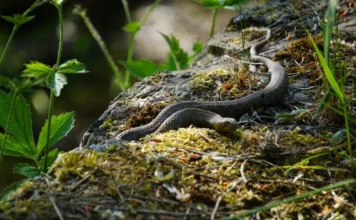 Faszinierende Farbmuster und ihre Bedeutung bei Reptilien Faszinierende Farbmuster und ihre Bedeutung bei Reptilien