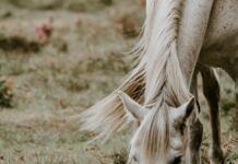 Pferde und ihre Bedeutung in verschiedenen Kulturen und Religionen