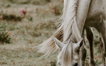 Pferde und ihre Bedeutung in verschiedenen Kulturen und Religionen