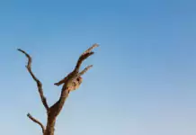 Die erstaunliche Anpassung von Wüstenvögeln an das Leben in Sanddünen. Die erstaunliche Anpassung von Wüstenvögeln an das Leben in Sanddünen.