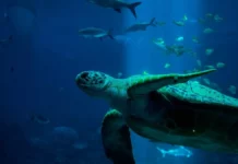 Aquarium-Krankheiten und ihre Behandlung: Ein Überblick Aquarium-Krankheiten und ihre Behandlung: Ein Überblick