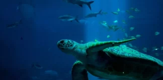 Aquarium-Krankheiten und ihre Behandlung: Ein Überblick
