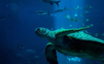 Aquarium-Krankheiten und ihre Behandlung: Ein Überblick Aquarium-Krankheiten und ihre Behandlung: Ein Überblick