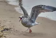 Der Nahrungserwerb verschiedener Vogelarten. Der Nahrungserwerb verschiedener Vogelarten.