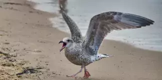 Der Nahrungserwerb verschiedener Vogelarten.