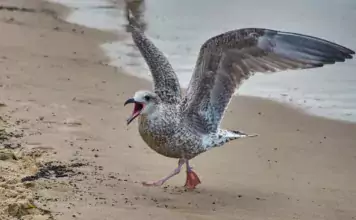 Der Nahrungserwerb verschiedener Vogelarten. Der Nahrungserwerb verschiedener Vogelarten.