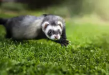 Die faszinierende Welt der Frettchenfellfarben und Muster Die faszinierende Welt der Frettchenfellfarben und Muster