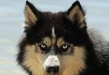 Die besten Hunderassen für Familien mit Kindern Die besten Hunderassen für Familien mit Kindern