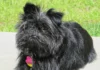 Affenpinscher - Kleiner, lebhafter Hund mit buschigem Fell und Charakter, der den Affen ähnelt