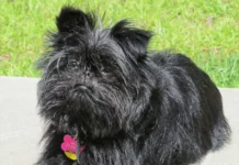 Alles über den Affenpinscher: Ein kleiner Hund mit großem Herz Affenpinscher - Kleiner, lebhafter Hund mit buschigem Fell und Charakter, der den Affen ähnelt