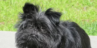 Affenpinscher - Kleiner, lebhafter Hund mit buschigem Fell und Charakter, der den Affen ähnelt