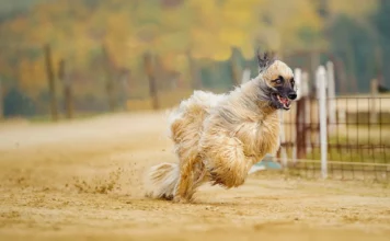 Der Afghanische Windhund: Ein Königlicher Begleiter