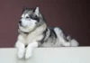 Der Alaskan Malamute – Ein kraftvoller Begleiter mit Geschichte