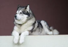 Der Alaskan Malamute – Ein kraftvoller Begleiter mit Geschichte