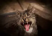 Verhaltensprobleme bei Katzen: Aggressivität, Angst und andere Herausforderungen.