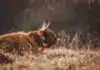Yak: Majestät der Hochgebirgswelt