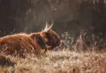 Yak: Majestät der Hochgebirgswelt