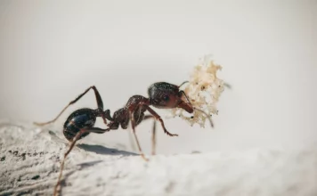 Exotische Schönheiten: Ameisen als Haustiere