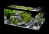 Die Bedeutung von Wasseraufbereitung und Wasserpflanzen im Pflanzenaquarium Aquarium mit Wasserpflanzen und Felsen