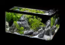 Die Bedeutung von Wasseraufbereitung und Wasserpflanzen im Pflanzenaquarium