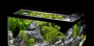 Aquarium mit Wasserpflanzen und Felsen