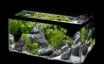 Die Bedeutung von Wasseraufbereitung und Wasserpflanzen im Pflanzenaquarium