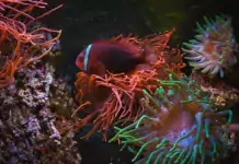 Die besten Methoden zur Bekämpfung von Krankheiten im Aquarium