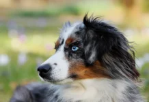 Der Australian Shepherd: Ein energiegeladener Begleiter mit Charme
