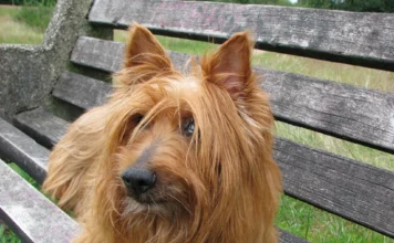 Der Australian Silky Terrier: Ein lebendiger Begleiter aus Down Under