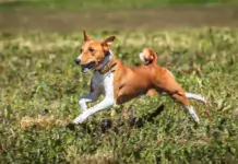 Der Basenji: Ein einzigartiger Hund mit faszinierender Geschichte