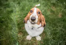 Alles, was Sie über den Basset Hound wissen müssen