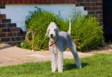 Bedlington Terrier: Ein Einzigartiger und Charmanter Begleiter