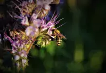 Die Bedeutung von Wildtieren für die biologische Schädlingsbekämpfung in Blumengärten