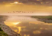 Vögel und ihre erstaunlichen Zugrouten.