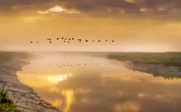 Vögel und ihre erstaunlichen Zugrouten.