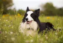 Alles, was Sie über den Border Collie wissen müssen